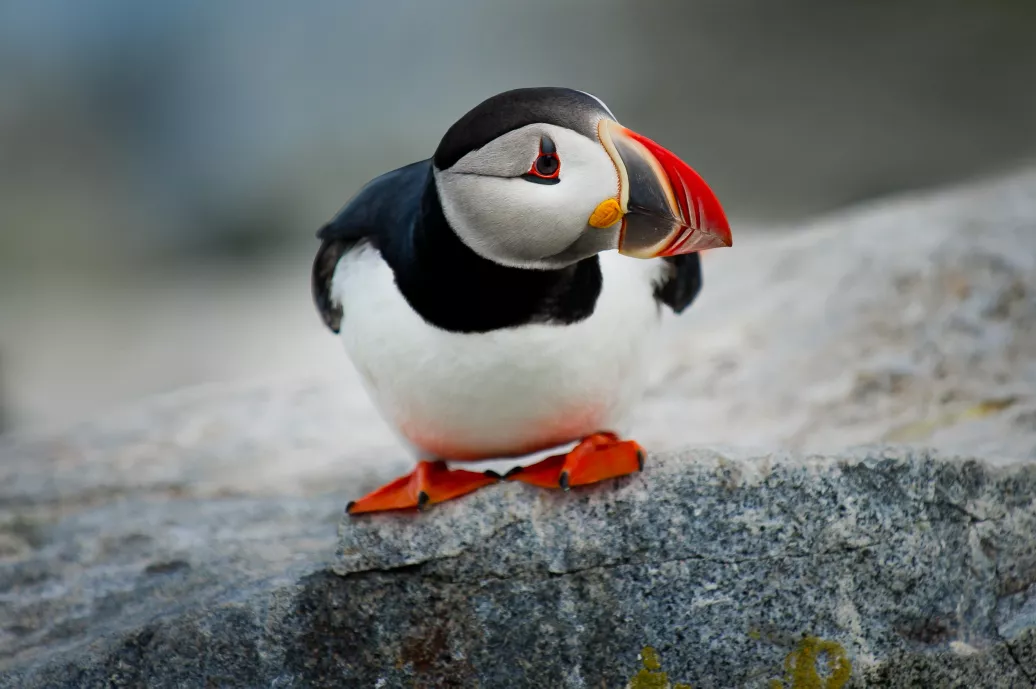 photo-1490718687940-0ecadf414600.webp