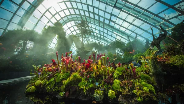 cloud-forest-03.jpg