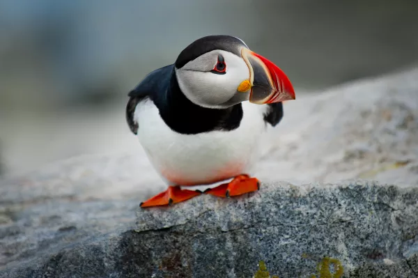 photo-1490718687940-0ecadf414600.webp