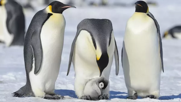 penguins-1.jpg
