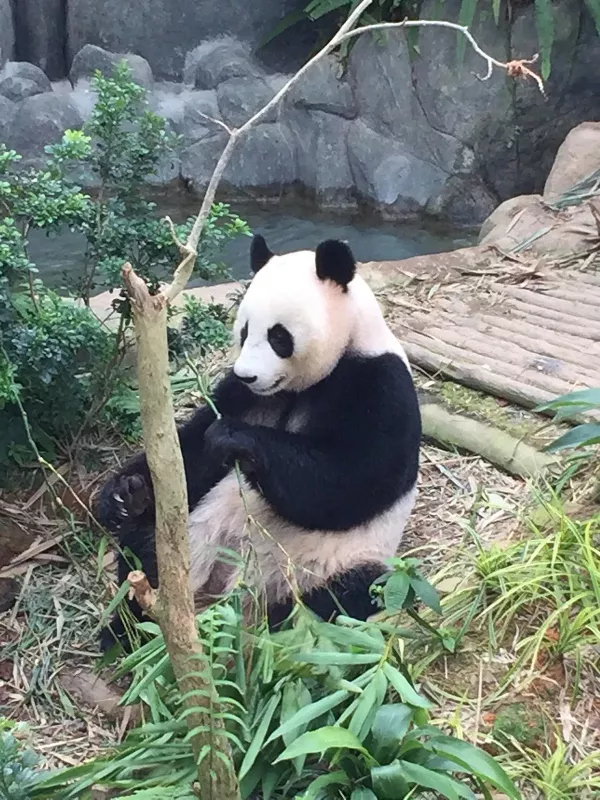 singapore-zoo.jpg