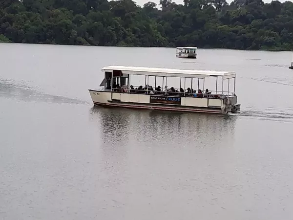 boar-cruise.jpg