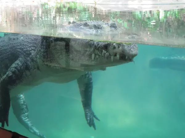 really-big-croc.jpg