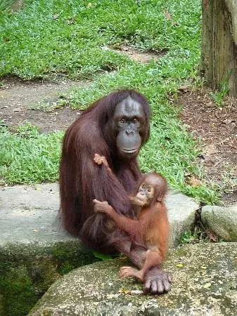 singapore-zoo (4).jpg