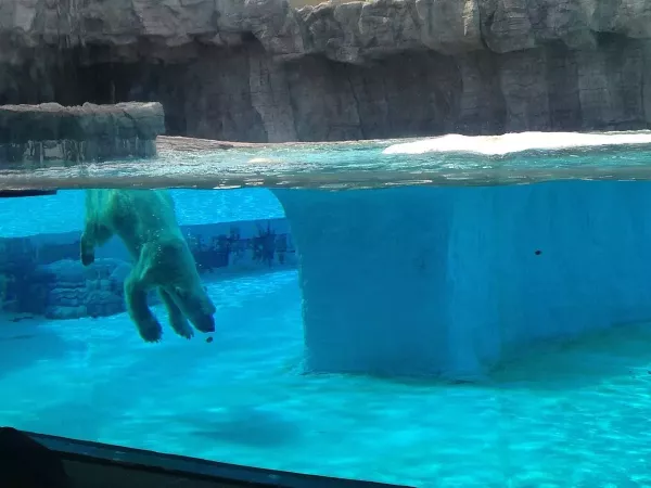 singapore-zoo.jpg