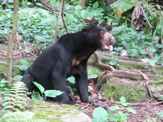 sun-bear.jpg
