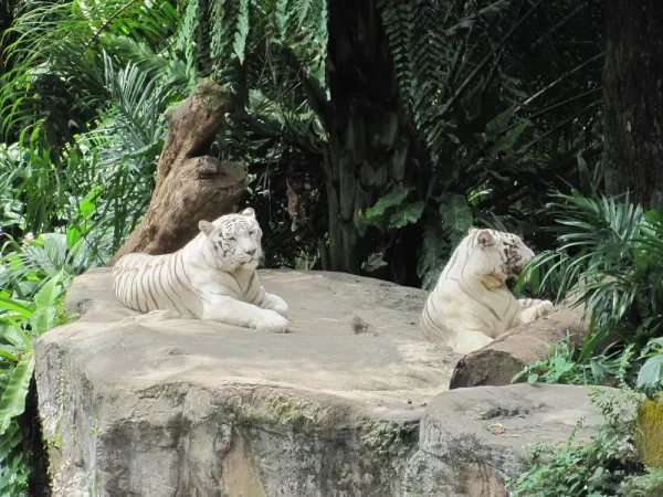 tigers.jpg